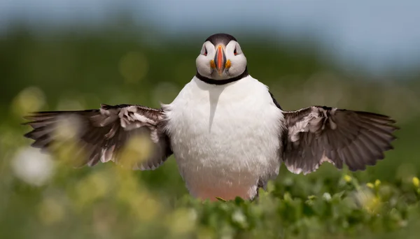 Puffin   at the Farne Islands — Φωτογραφία Αρχείου