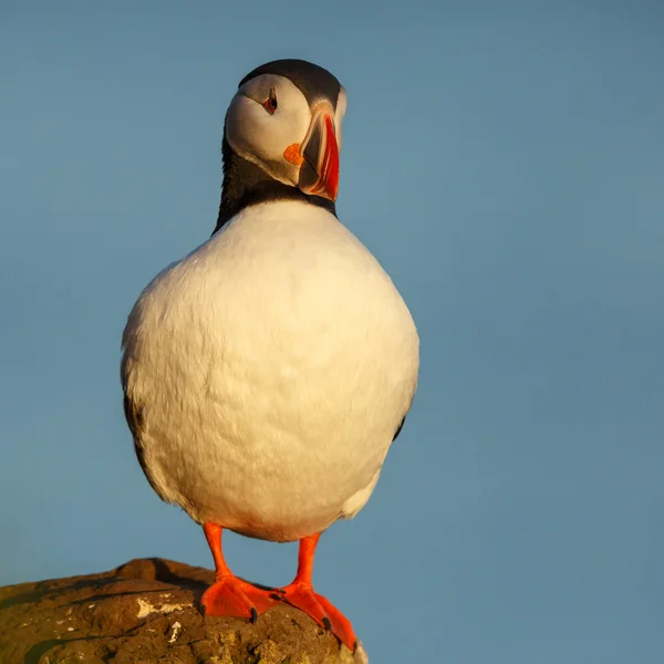 Puffin alle Isole Farne — Foto Stock