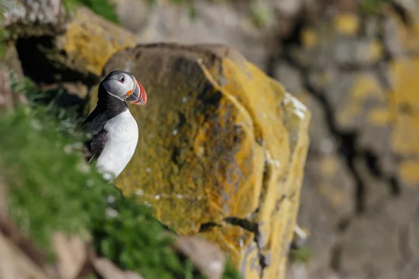 Puffin nas Ilhas Farne — Fotografia de Stock