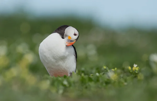 Puffin Farne 섬에 — 스톡 사진