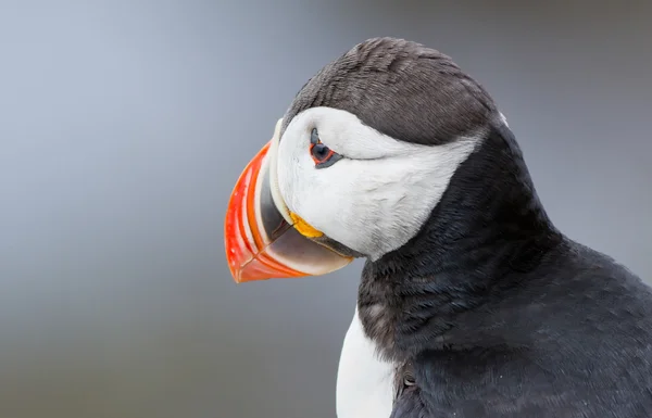 Puffin на Farne острови — стокове фото