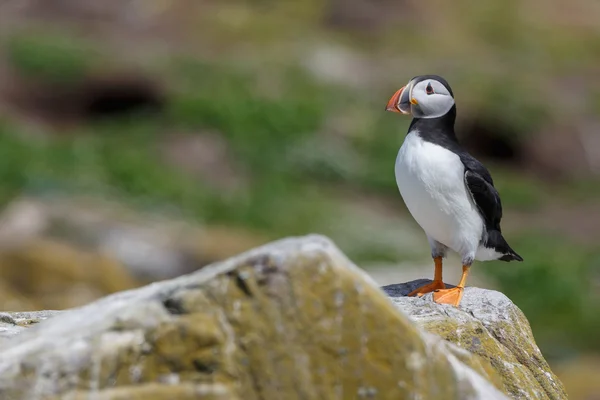 Puffin nas Ilhas Farne — Fotografia de Stock