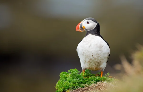 Puffin на Farne острови — стокове фото