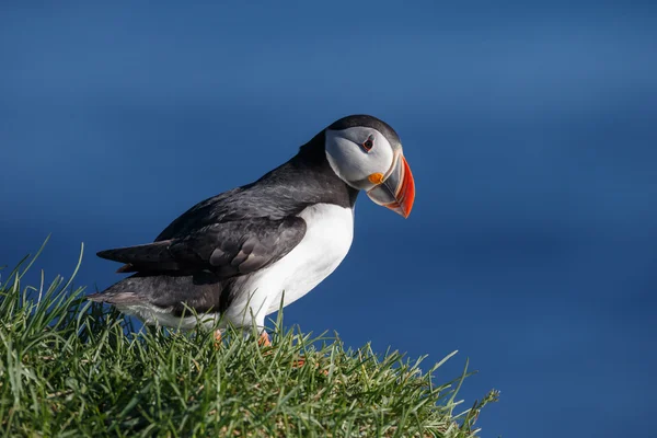 Puffin   at the Farne Islands — Stock Photo, Image