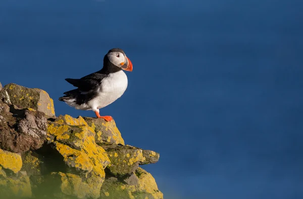 Puffin   at the Farne Islands — Stock fotografie