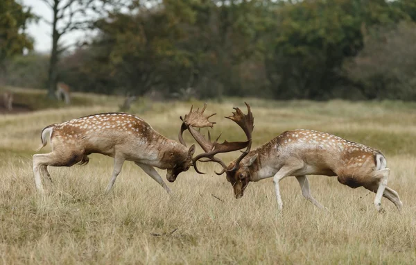 Damwild bekämpft — Stockfoto