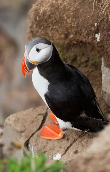 Puffin   at the Farne Islands — Φωτογραφία Αρχείου