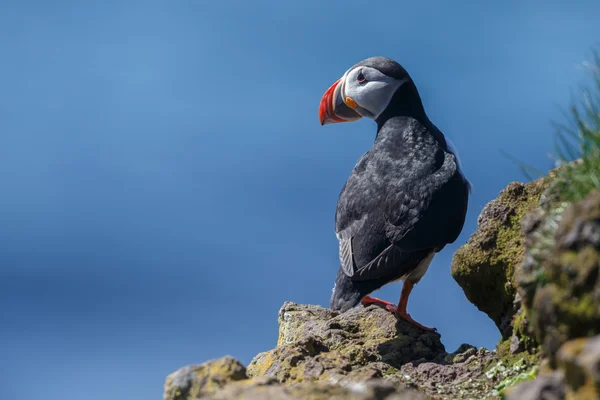 Puffin   at the Farne Islands — Stockfoto