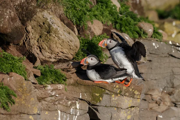 Puffins nas rochas em latrabjarg — Fotografia de Stock