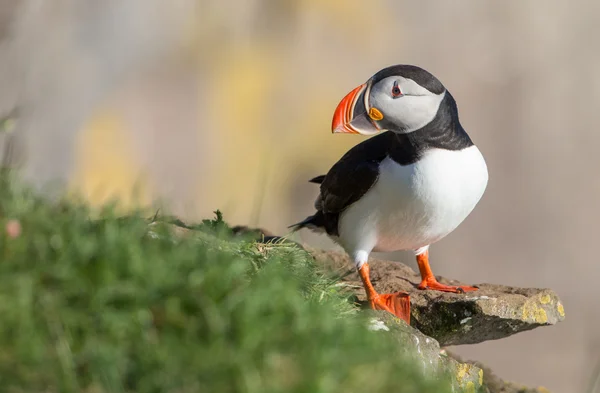 Puffin   at the Farne Islands ストックフォト