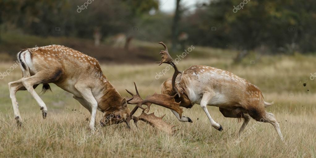 https://st3.depositphotos.com/9643694/12752/i/950/depositphotos_127523536-stock-photo-fallow-deer-fighting.jpg