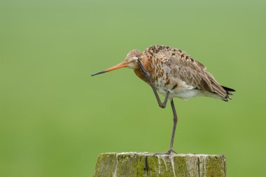 The common snipe  on a pole clipart