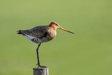 The common snipe  on a pole clipart