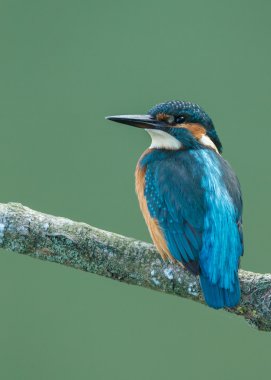 Güzel Kingfisher kuş 