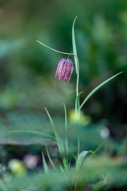 Yılan kafa Fritillary 