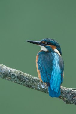Güzel Kingfisher kuş 