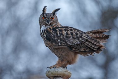 Avrasya kartal baykuşu (Bubo bubo)