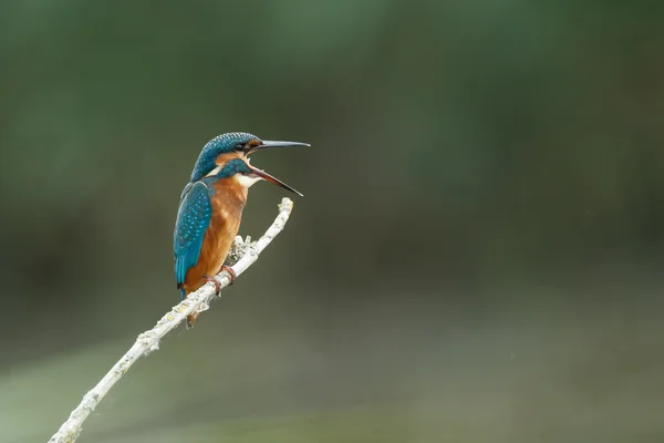 Красивая птица Kingfisher — стоковое фото