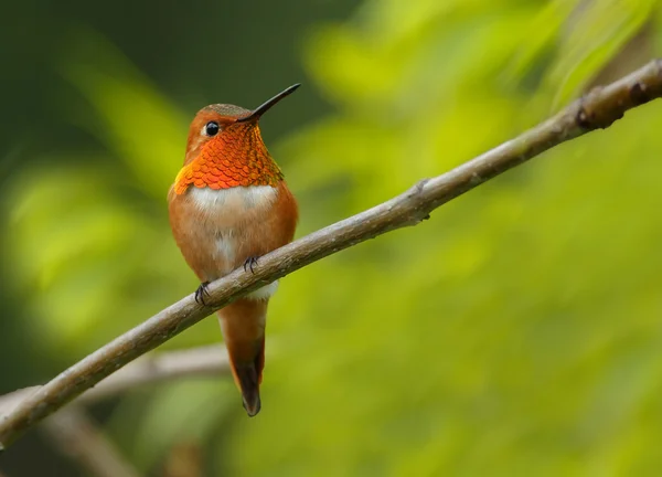 Καστανοκοκκινωπός Hummingbird αρσενικό δέντρο — Φωτογραφία Αρχείου