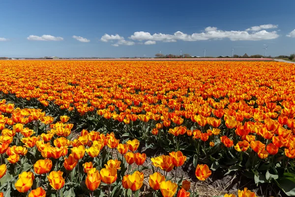 Feld mit Tulpen in den Niederlanden — Stockfoto