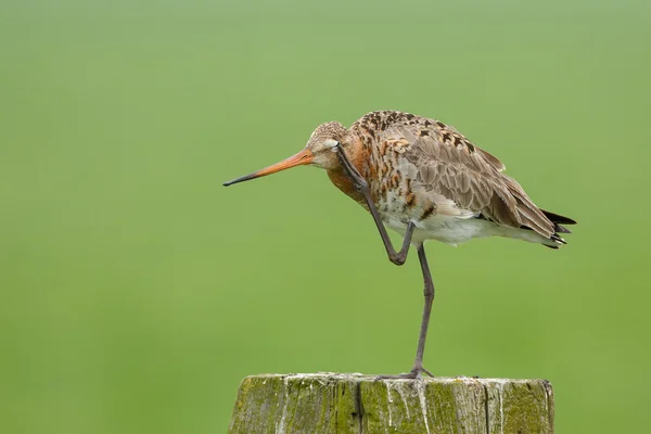 The common snipe  on a pole — Stock Photo, Image