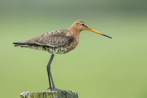 Godwit à queue noire — Photo