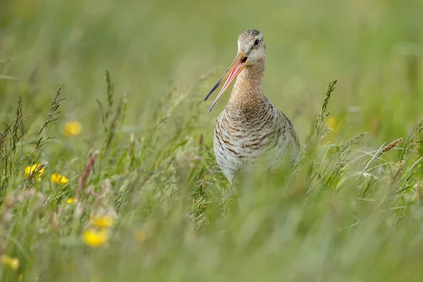 Black Tail Godwit — Fotografia de Stock