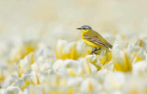 Wagtail jaune sur tulipes néerlandaises — Photo