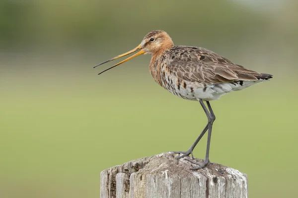 Чорний білохвоста Godwit — стокове фото