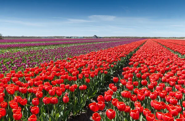 Campo com tulipas na Holanda — Fotografia de Stock