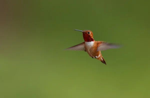 Rode Hummingbird mannetje in de vlucht — Stockfoto