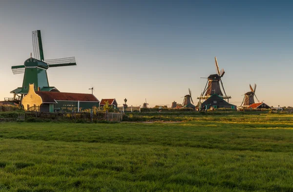 Old windmills  in a typical Dutch landscape — Stock Photo, Image