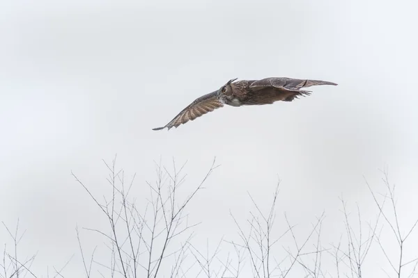 El búho águila eurasiático en vuelo — Foto de Stock