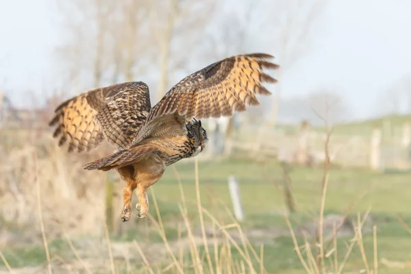 Eurasijská sova (Bubo bubo) — Stock fotografie