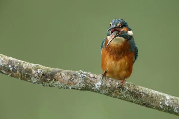 Güzel Kingfisher kuş — Stok fotoğraf