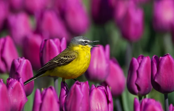 Плиска жовта на Голландська тюльпани — стокове фото