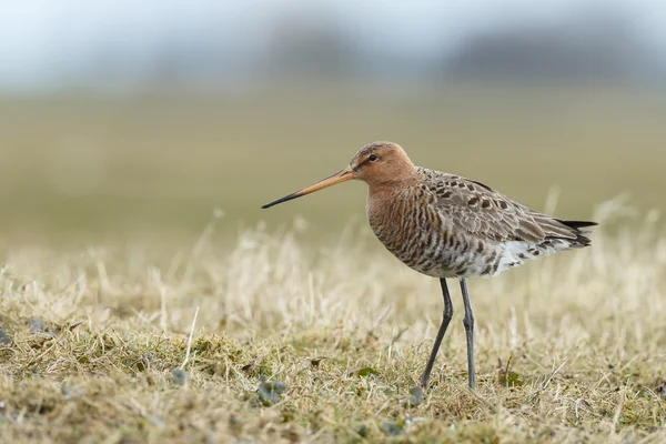 Black Tail Godwit — Fotografia de Stock