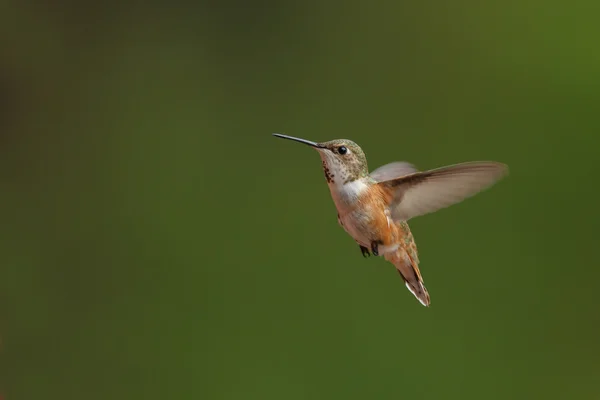 Vörhenyes kolibri férfi repülés — Stock Fotó
