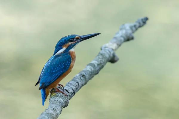 Красивая птица Kingfisher — стоковое фото