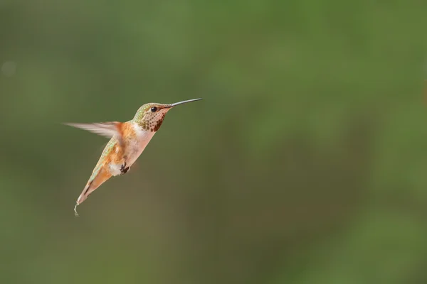 Rode Hummingbird mannetje in de vlucht — Stockfoto