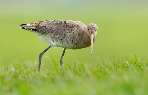 Godwit à queue noire — Photo