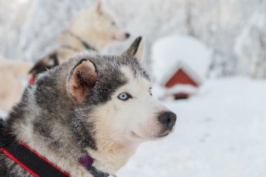 Finlandiya'da Husky portre