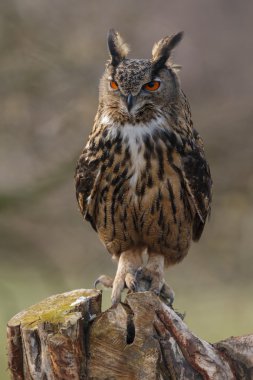 Avrasya kartal baykuşu (Bubo bubo)
