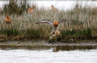 Grup siyah kuyruklu çulluğu 
