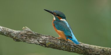 Güzel Kingfisher kuş 