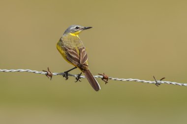 Batı Sarı kuyruksallayan (Motacilla flava) 