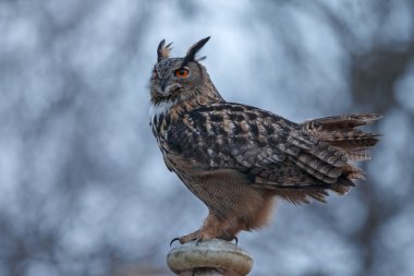Avrasya kartal baykuşu (Bubo bubo)