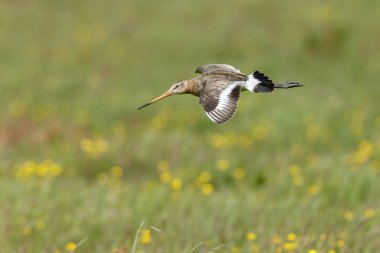 siyah kuyruklu çulluğu 