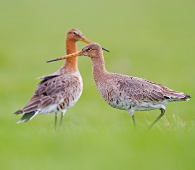 Erkek ve kadın siyah kuyruklu çulluğu
