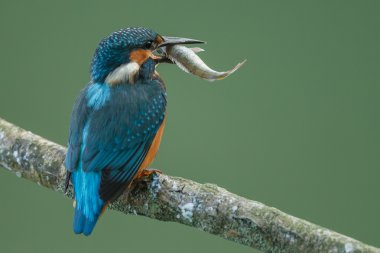 Güzel Kingfisher kuş 